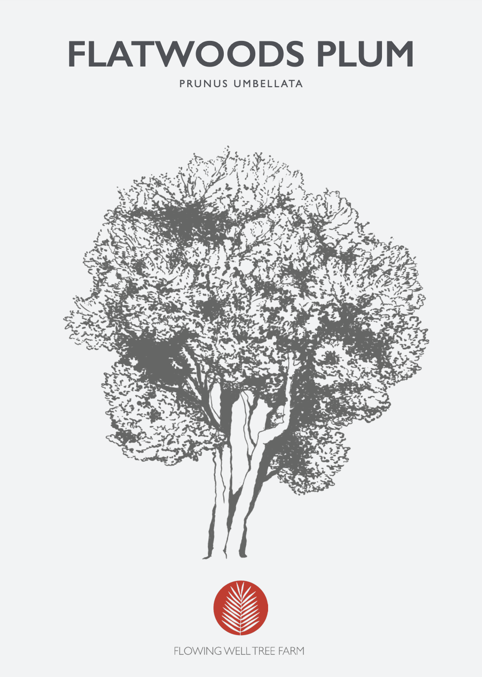 Flatwoods Plum Native