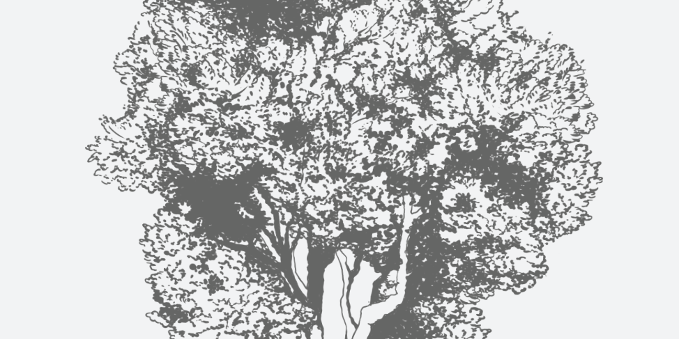 Yerba Mate Holly Florida Native