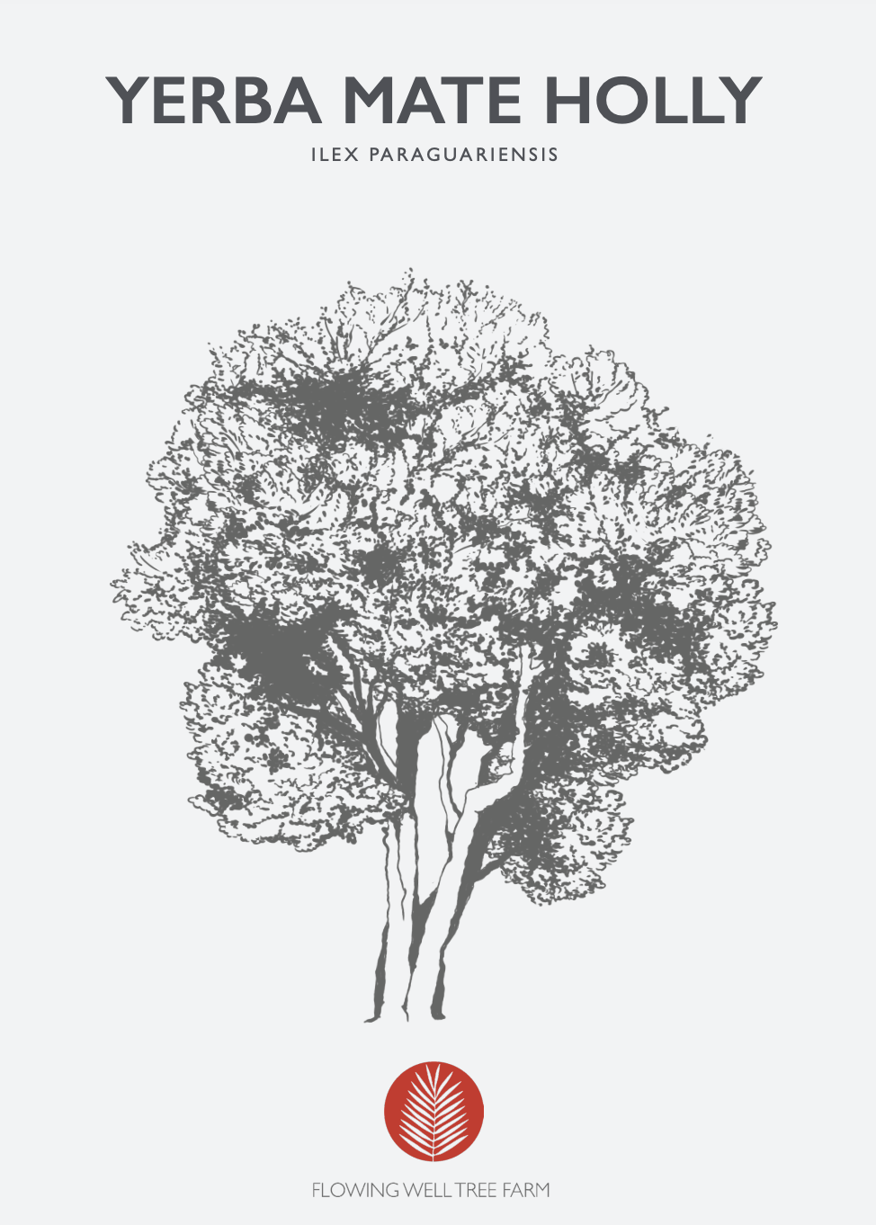 Yerba Mate Holly Non-Native