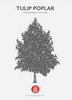 Tulip Poplar Native