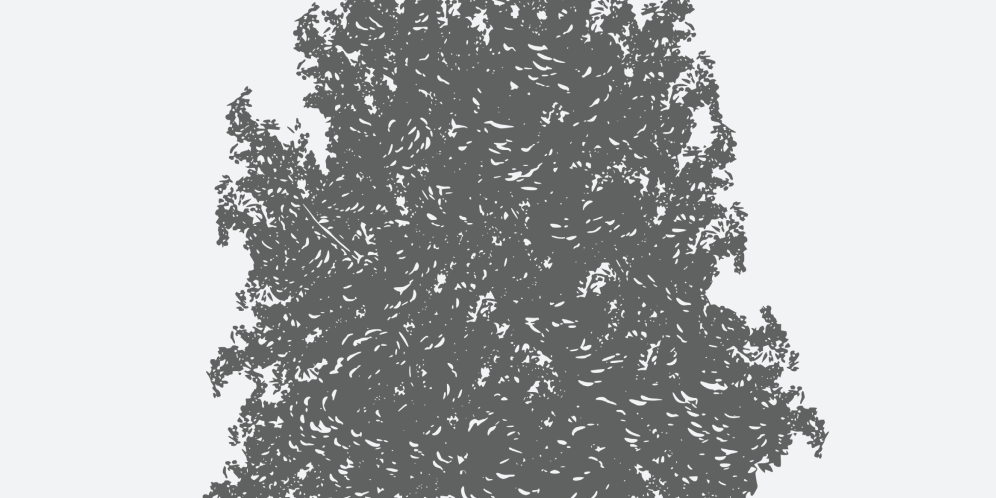 Tulip Poplar Florida Native