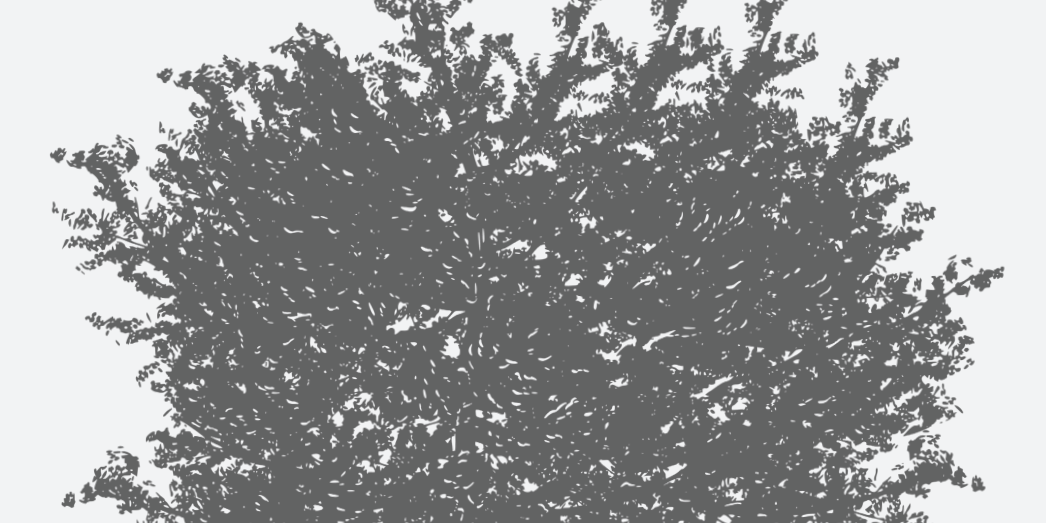 Anise Florida Red Florida Native