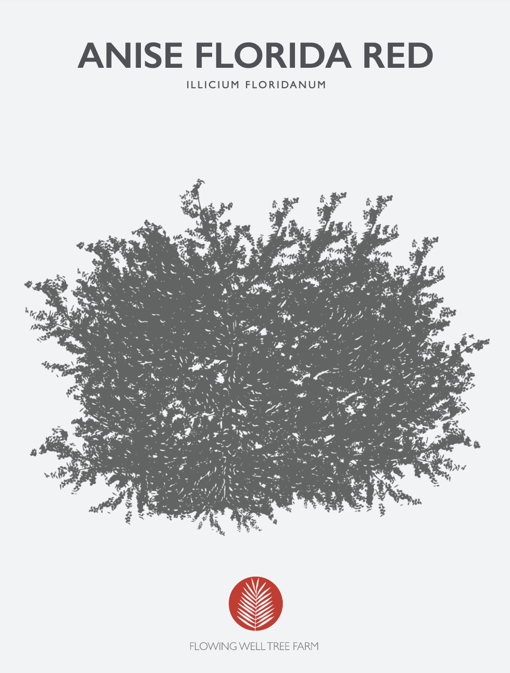 Anise Florida Red Native