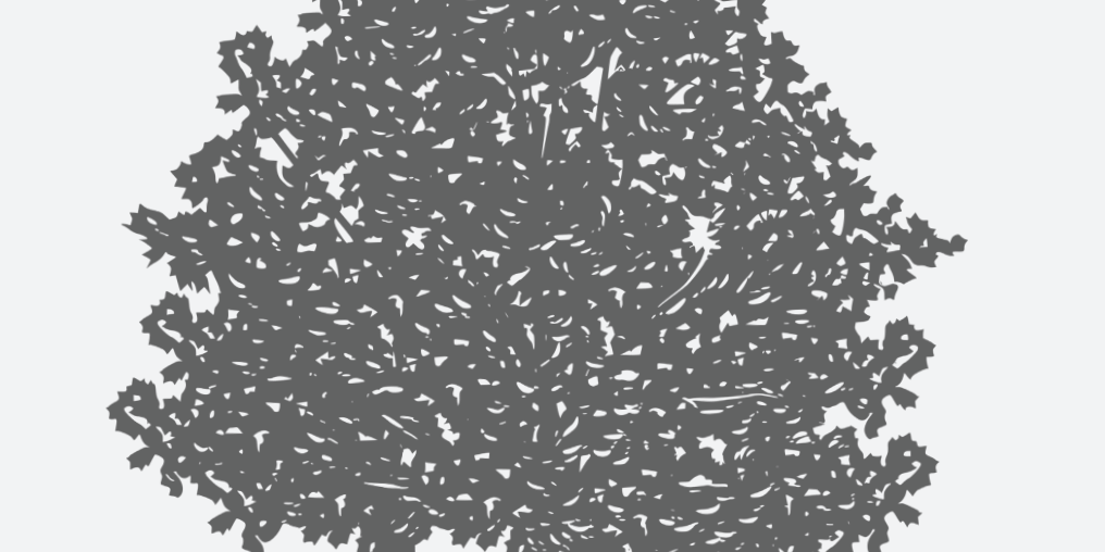 Sycamore Florida Native