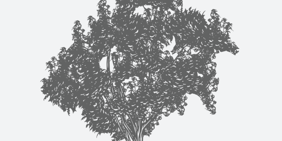 Sweetgum Florida Native