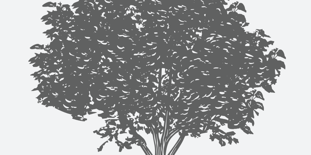 Redbuds Eastern Florida Native