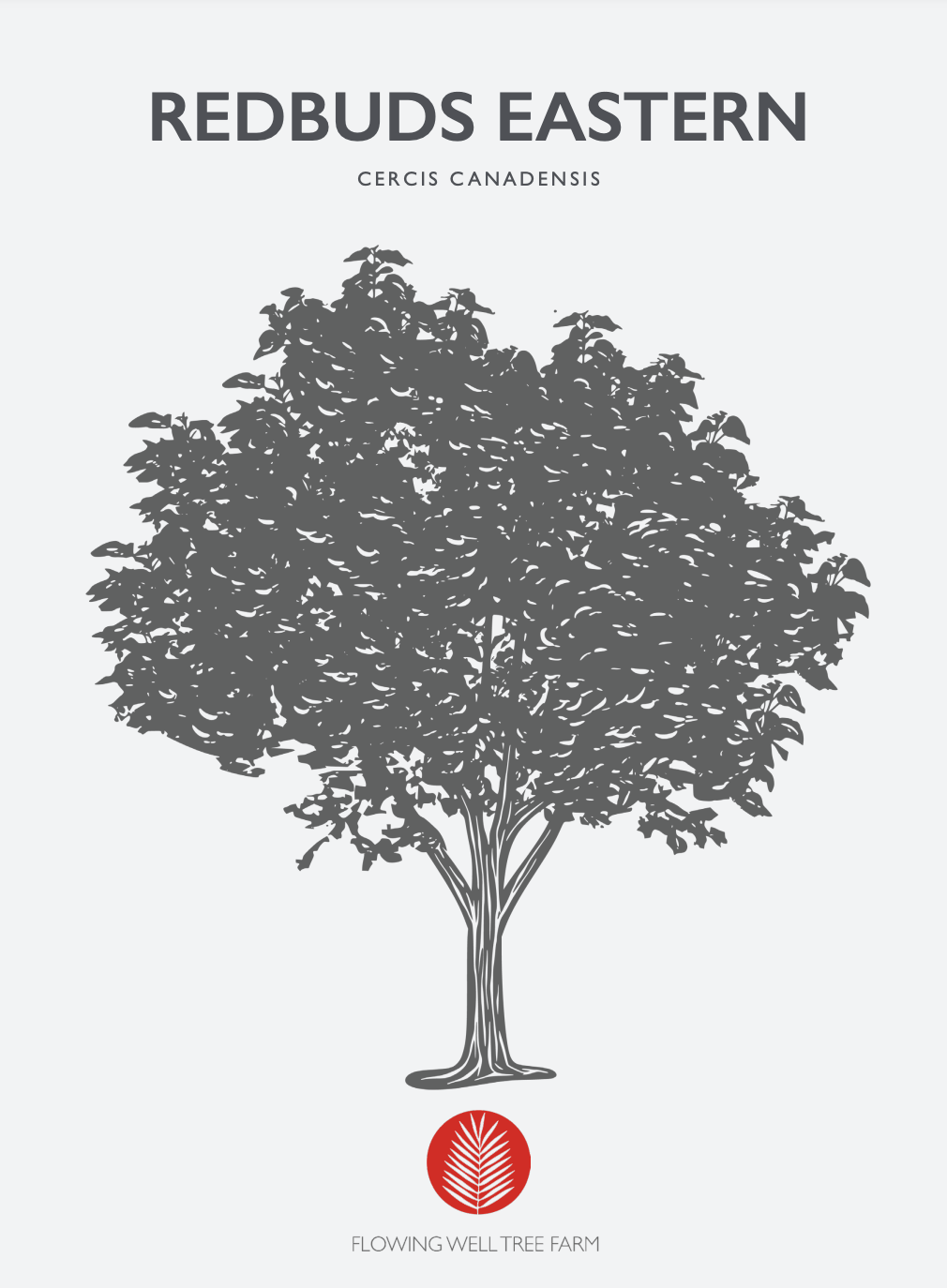 Redbuds Eastern Native