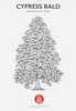 Bald Cypress Native