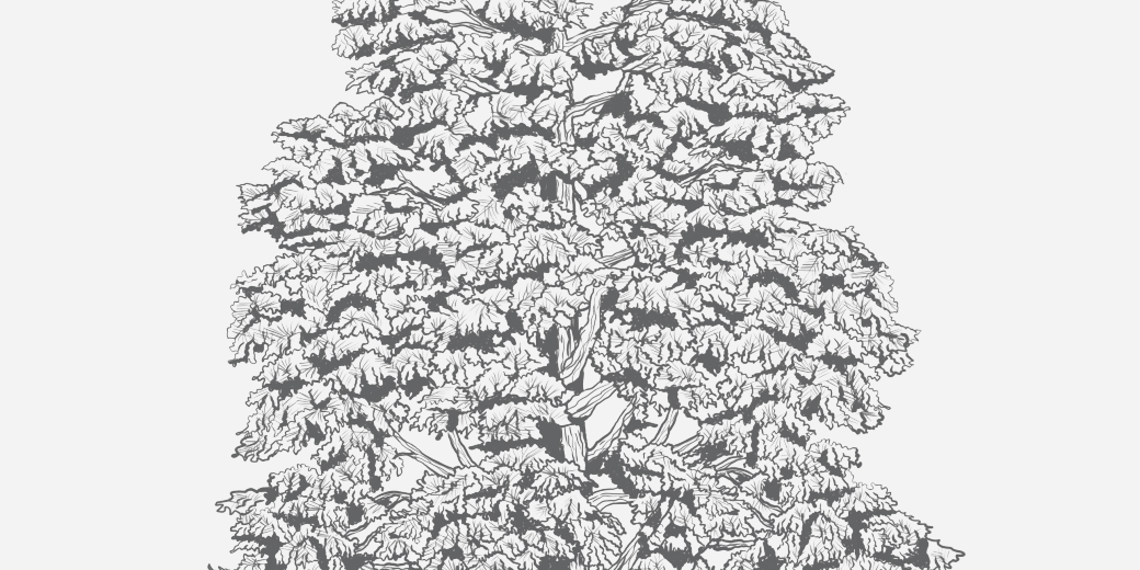 Bald Cypress Florida Native