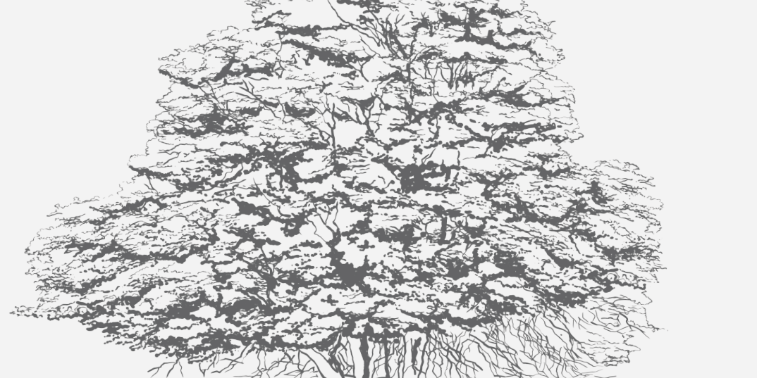 Elderberry Tree Florida Native