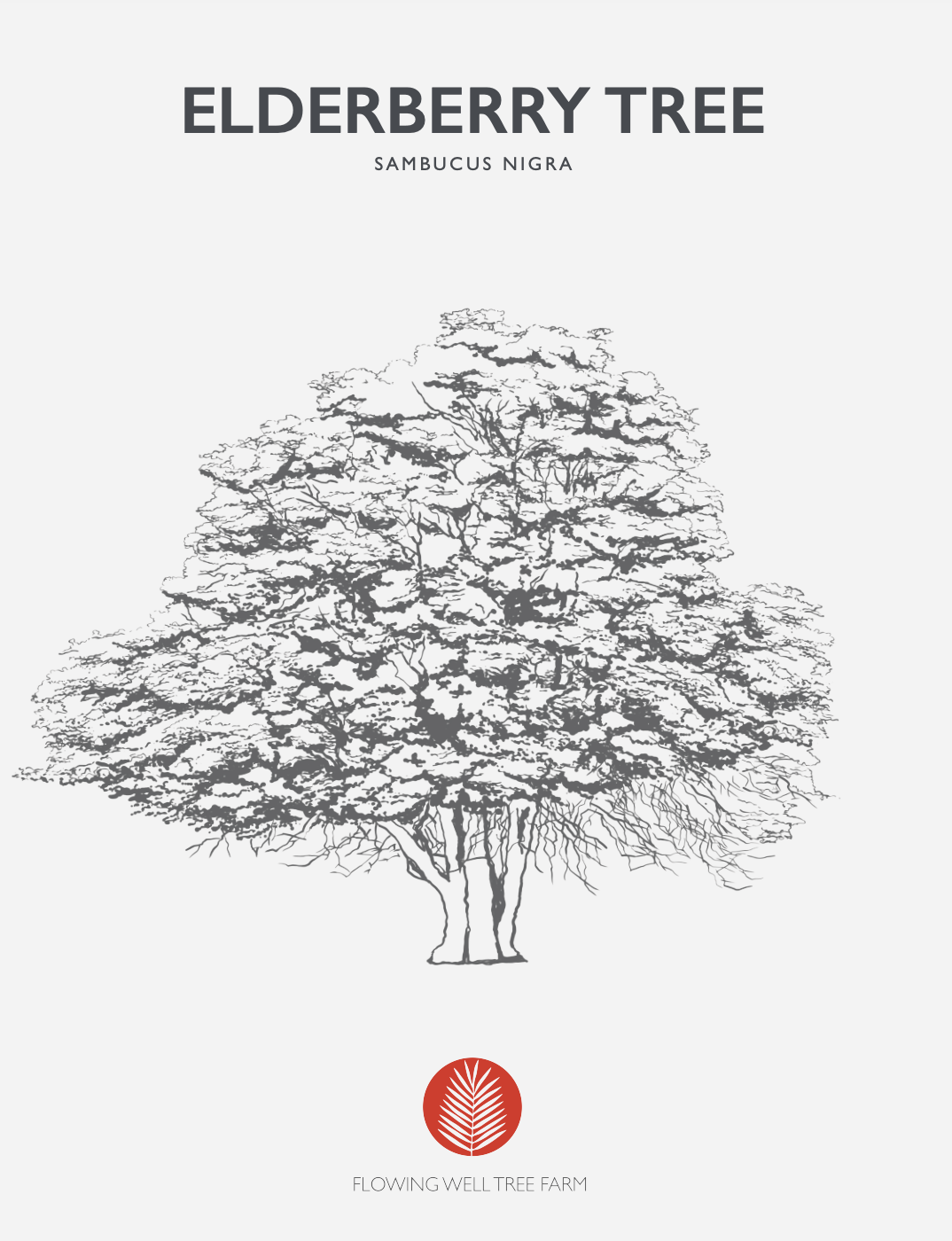 Elderberry Tree Native