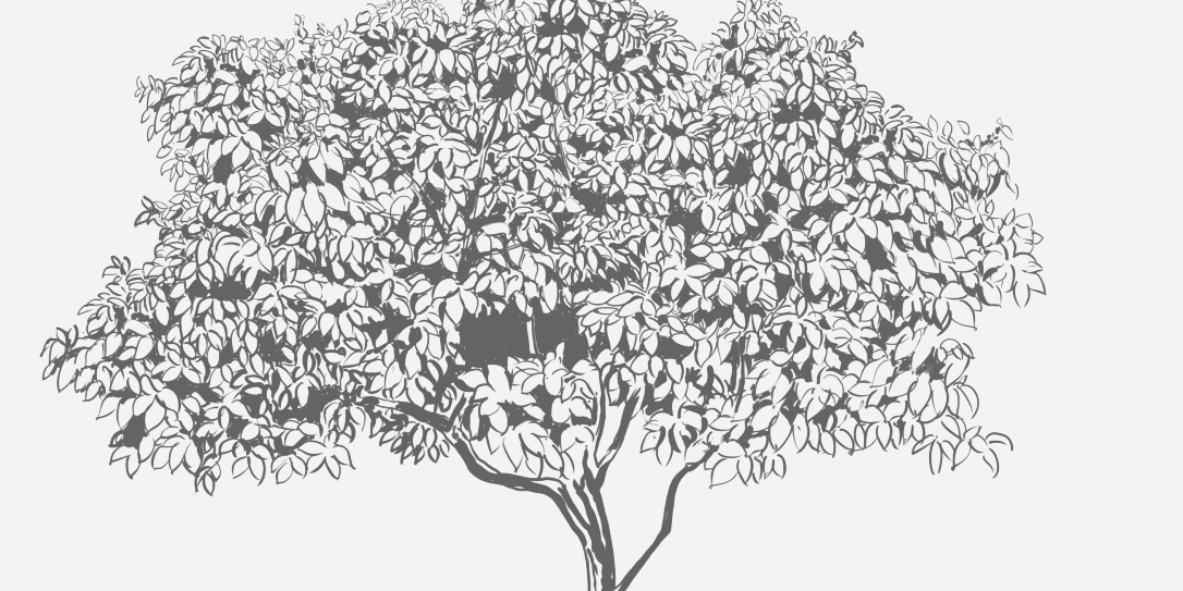 Persimmon Tree Florida Native