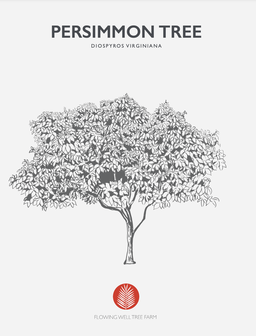 Persimmon Tree Native