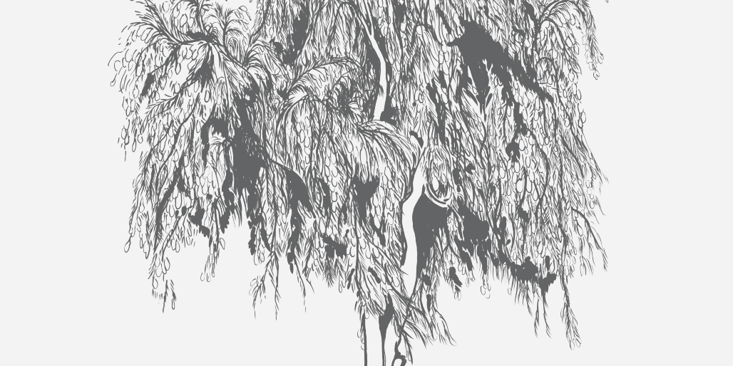 Bottlebrush Florida Native