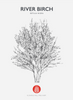 River Birch Native