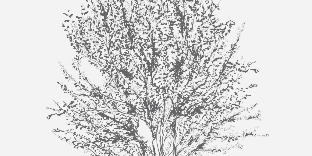 River Birch Florida Native