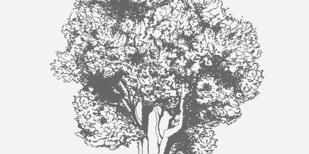 Cherry Laurel Florida Native