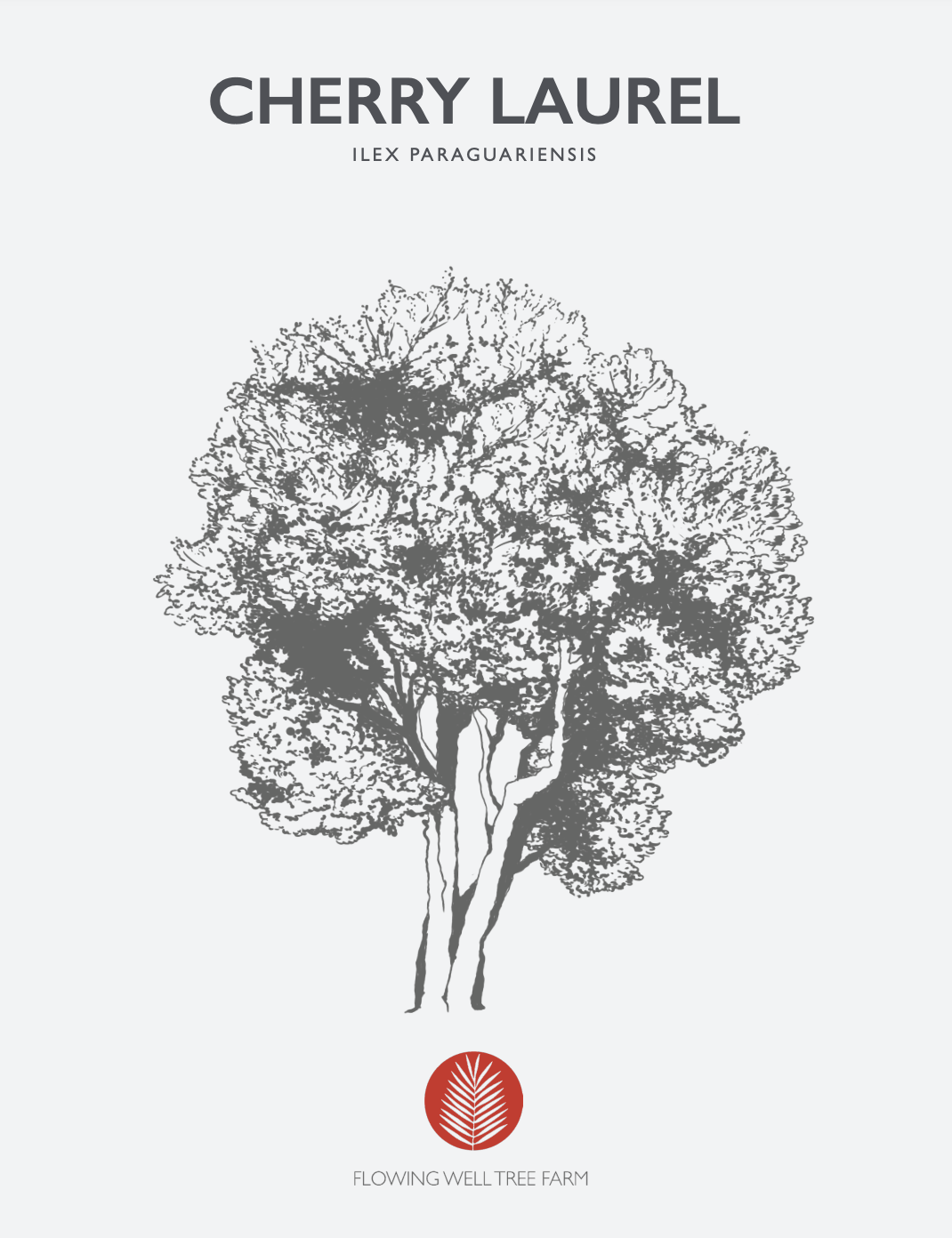 Cherry Laurel Native