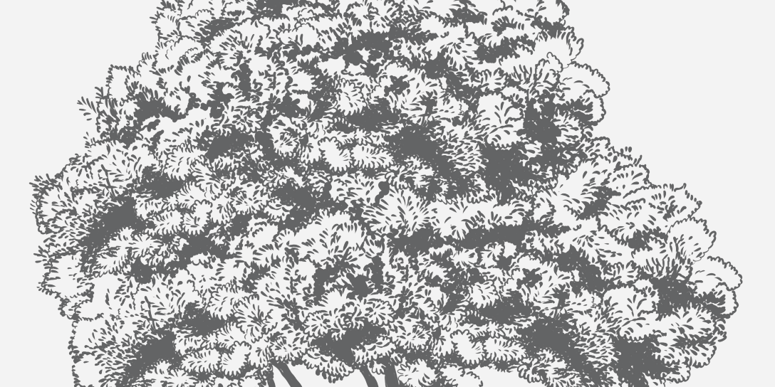 Japanese Blueberry Non-Florida Native