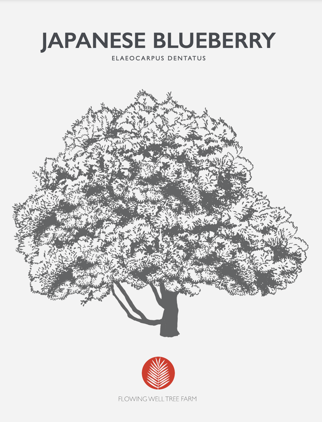 Japanese Blueberry Non-Native