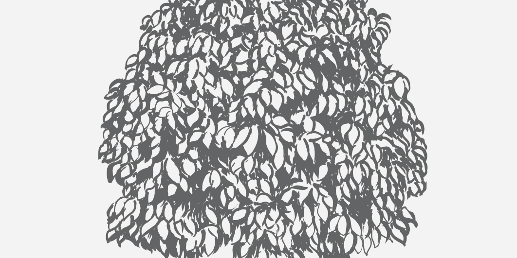 Pawpaw Florida Native