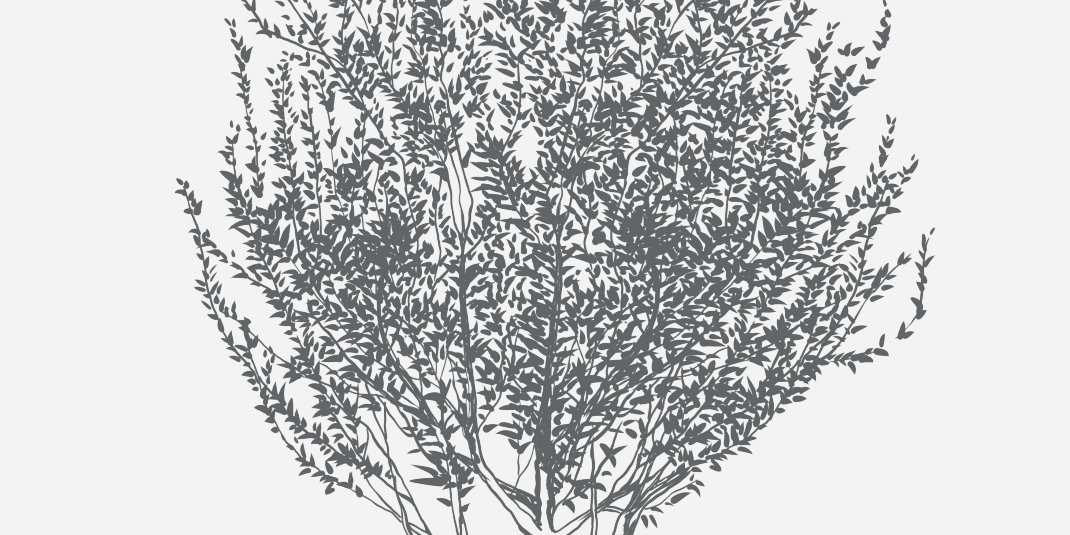 American Fringe Tree Florida Native