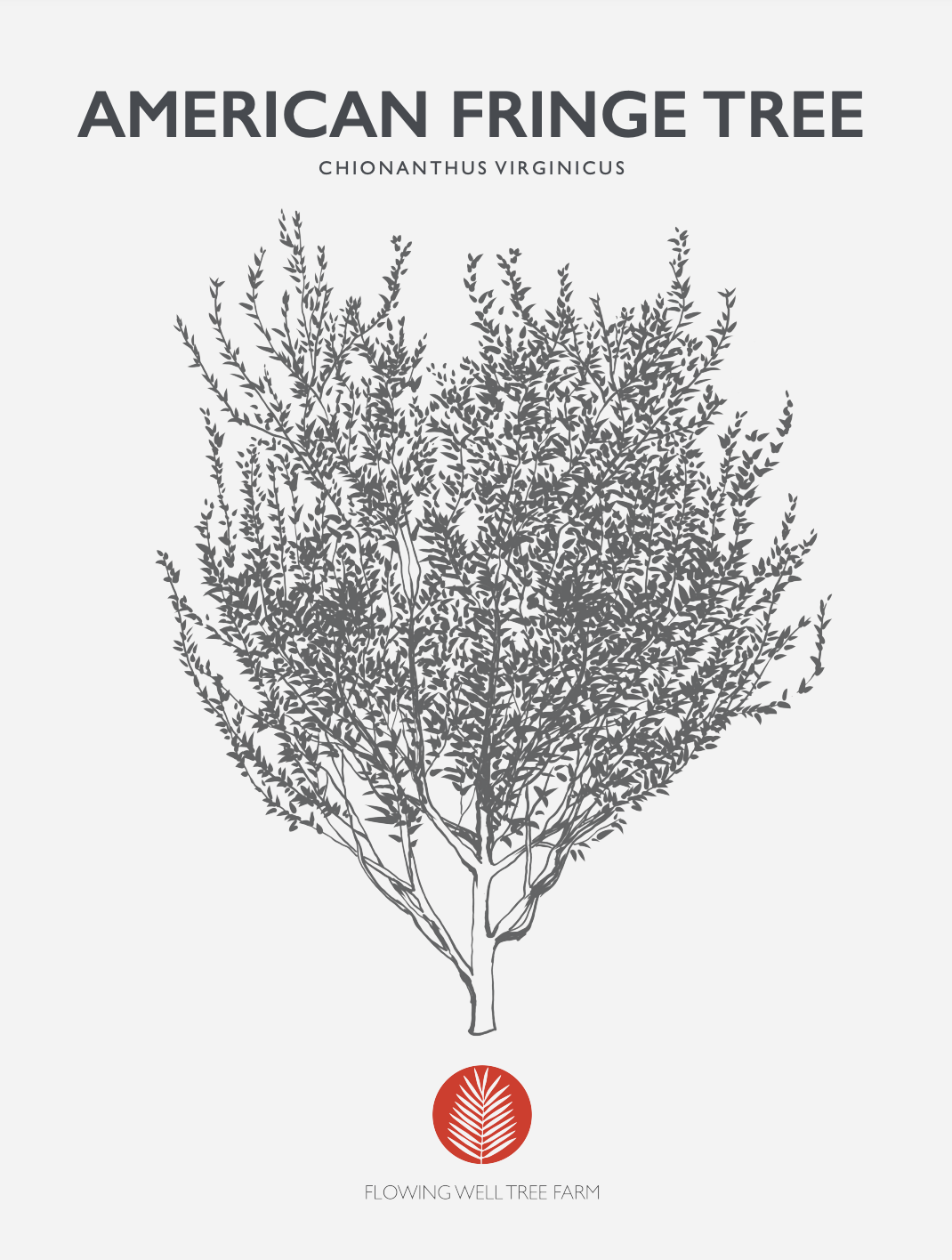 American Fringe Tree Native