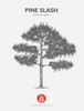 Slash Pine (Pinus elliottii) At Flowing Well Tree Farm