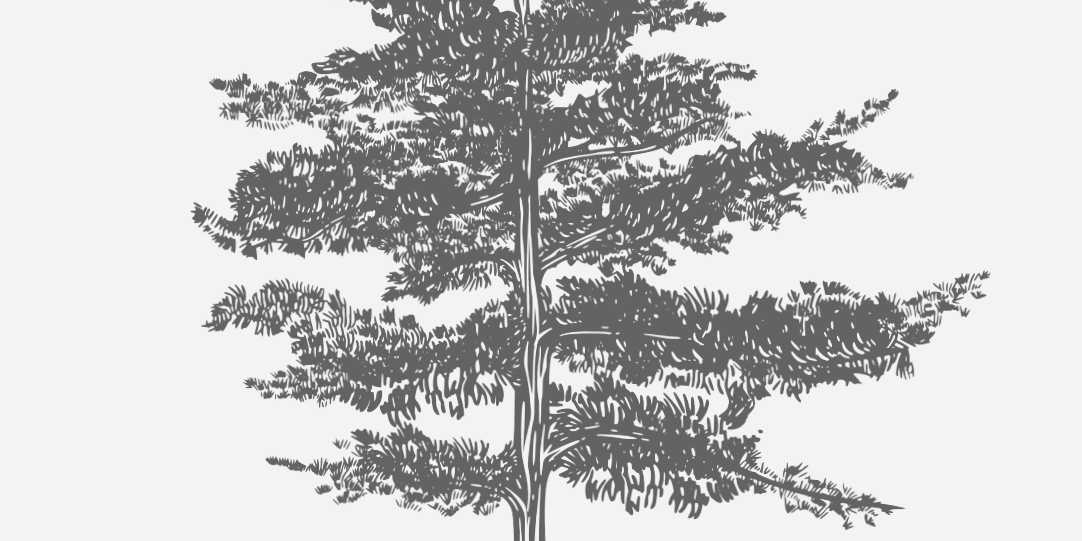 Pine Loblolly Florida Native