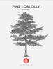 Loblolly Pine (Pinus taeda) At Flowing Well Tree Farm