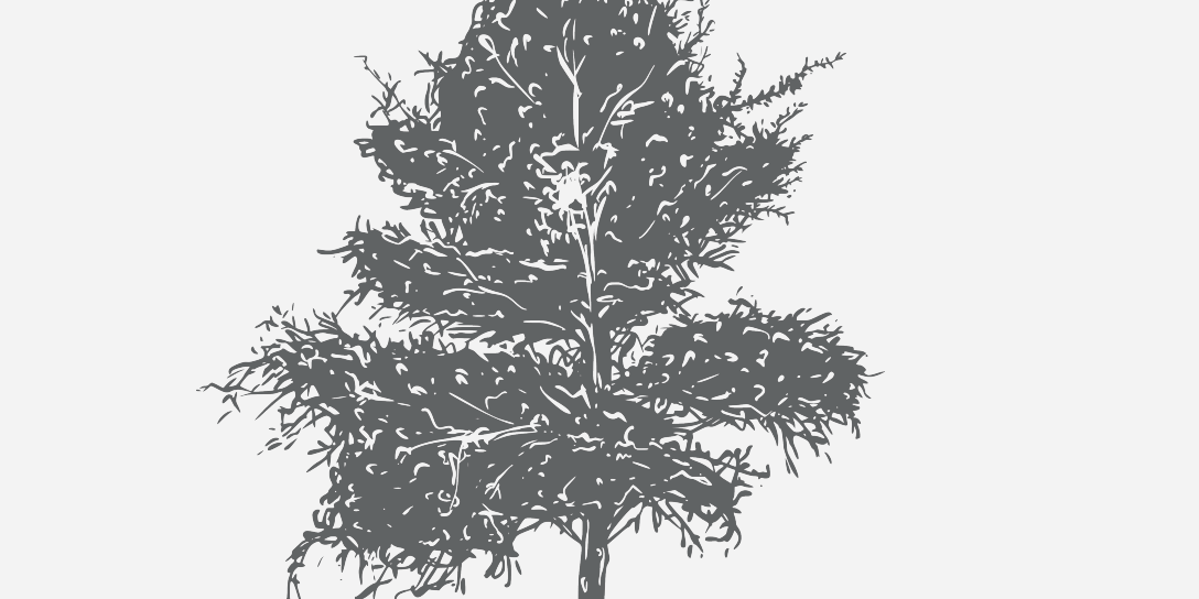 Oak Willow Florida Native