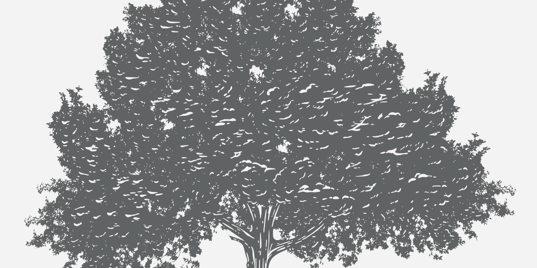 Oak Laurel Florida Native