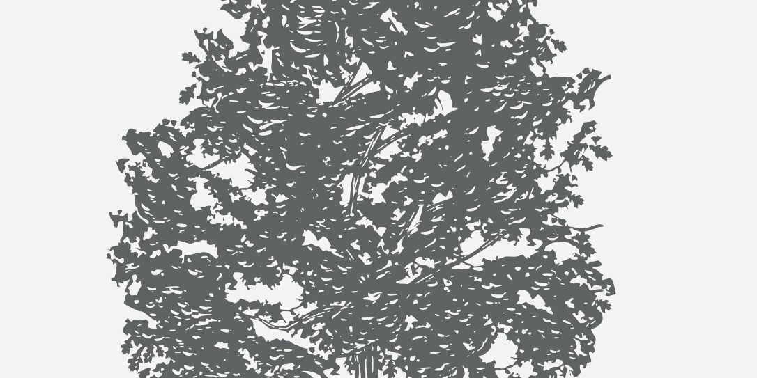 Oak Shumrad Florida Native