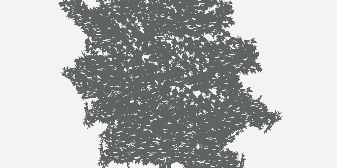 Oak Overcup Florida Native