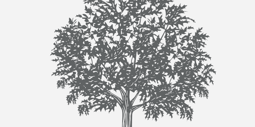 Oak Nuttall Florida Native