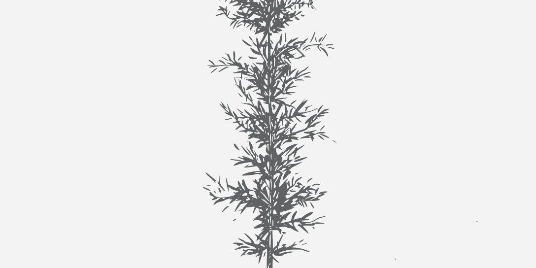 Magnolia Sweet Bay Florida Native