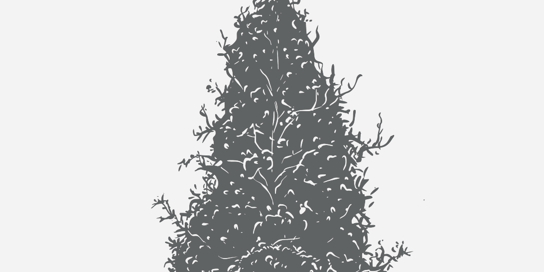 Magnolia DD Blancherd Florida Native