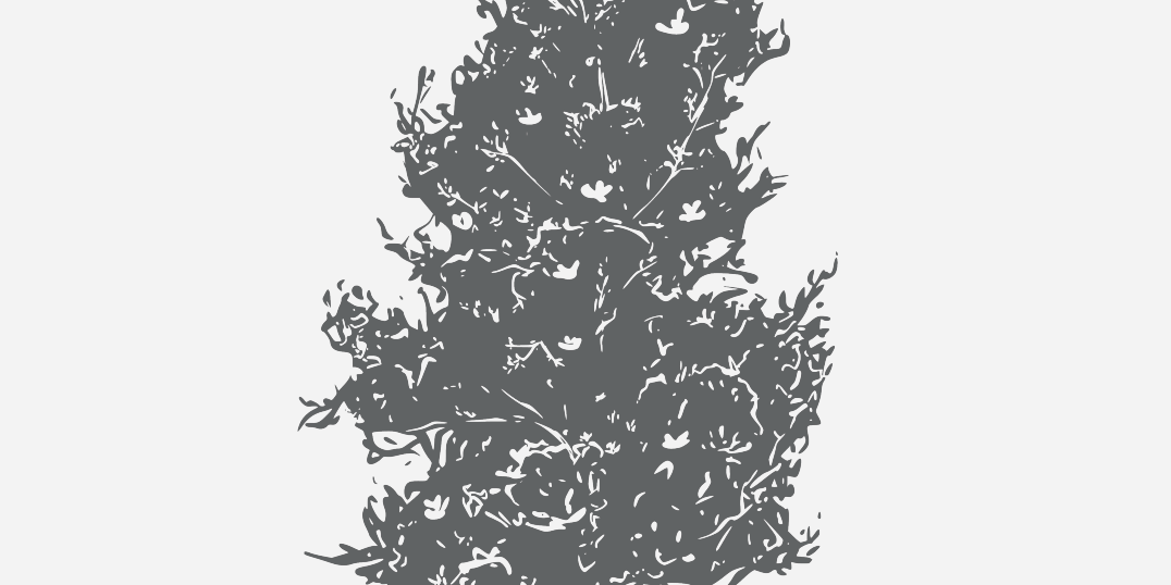 Magnolia Little Gem Florida Native