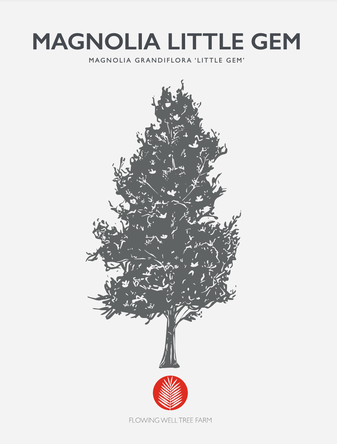 Magnolia Little Gem Native