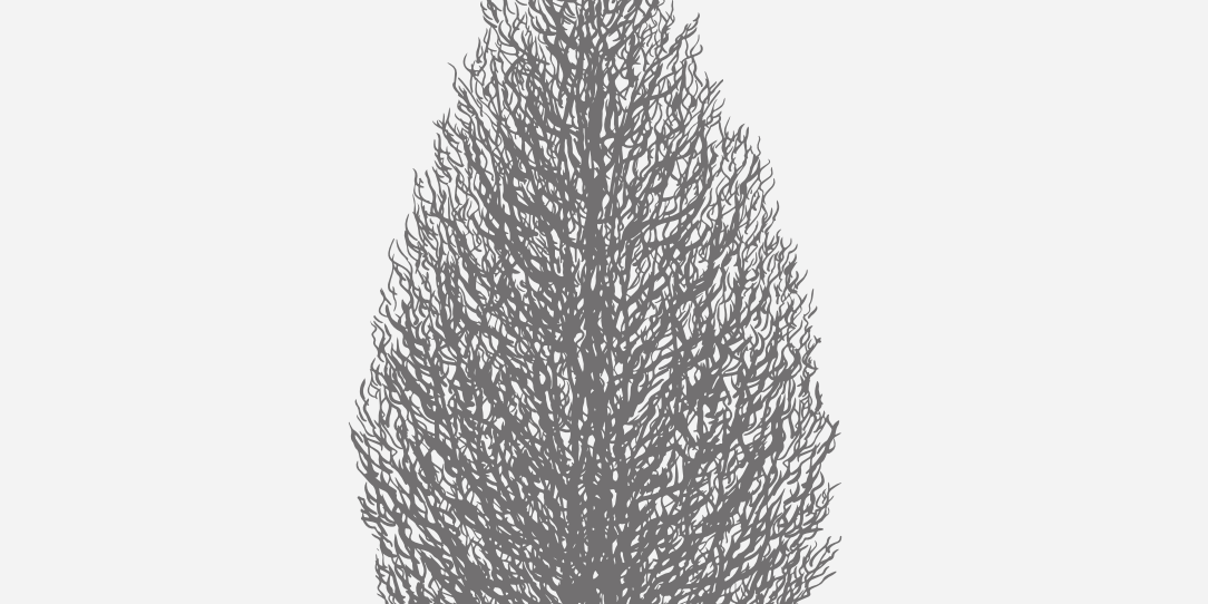 Juniper Brodie Florida Native