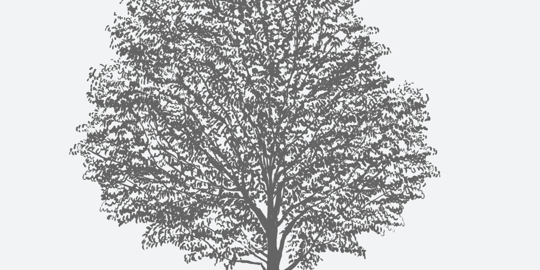 Florida Maple Florida Native