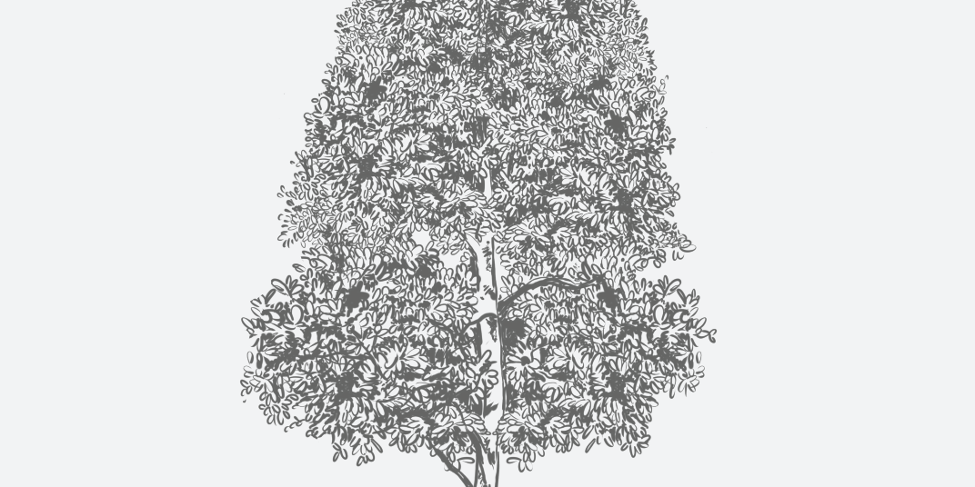 Dahoon Holly Florida Native