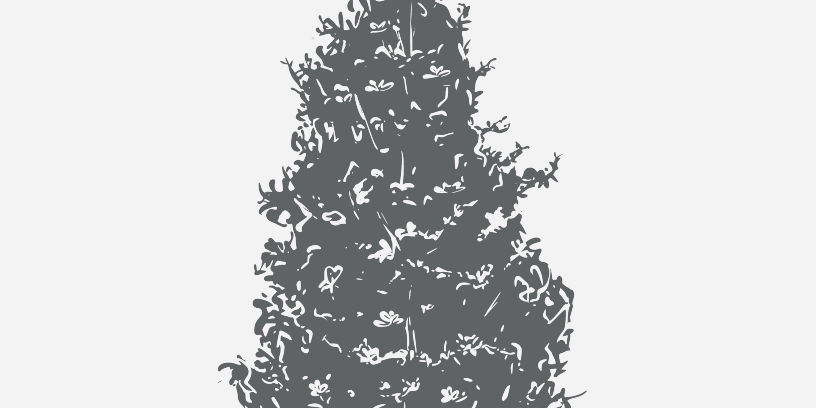 Magnolia Bracken Brown Beaut Florida Native