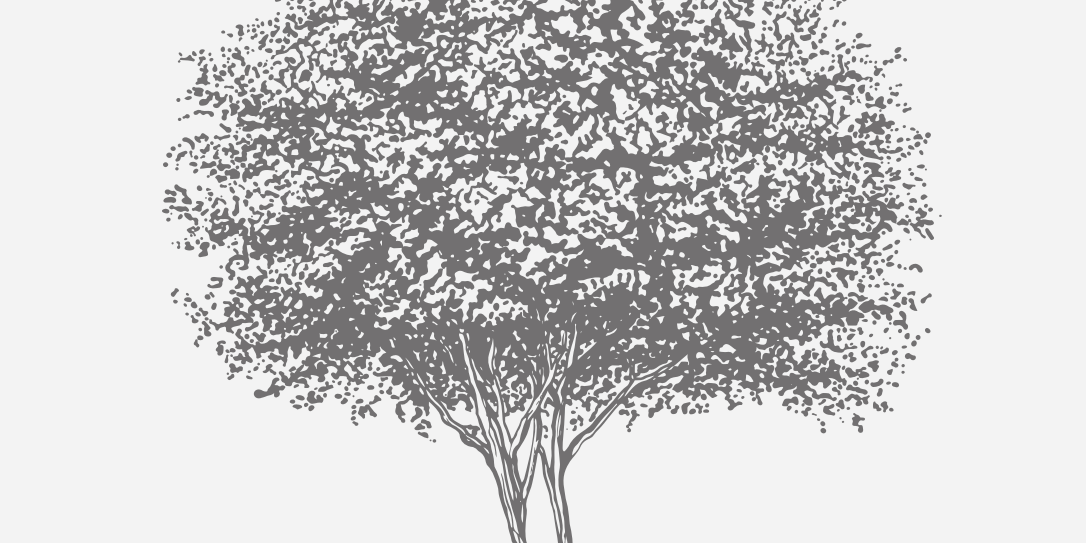 Holly Yaupon Florida Native