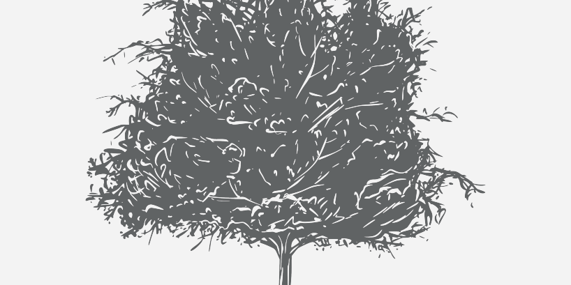 Elmed Winged Florida Native