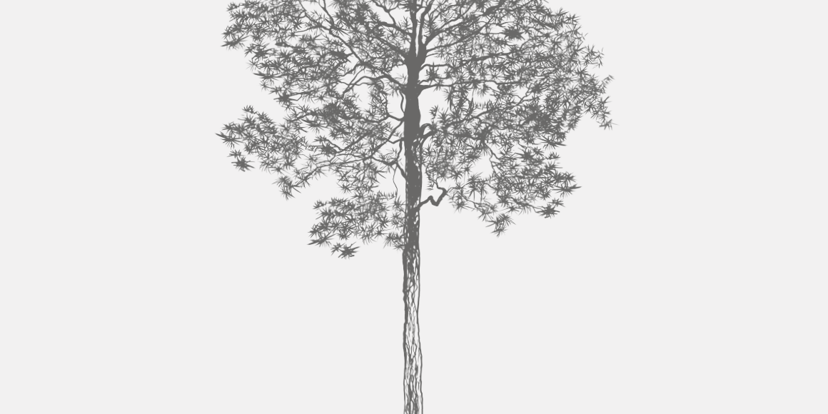 Longleaf Pine Florida Native