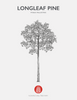 Longleaf Pine Native