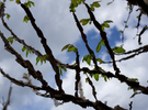 <p data-mce-fragment="1"><strong data-mce-fragment="1">The Versatile Winged Elm: A Perfect Tree for Your Florida Landscape</strong></p> <p data-mce-fragment="1"> </p>