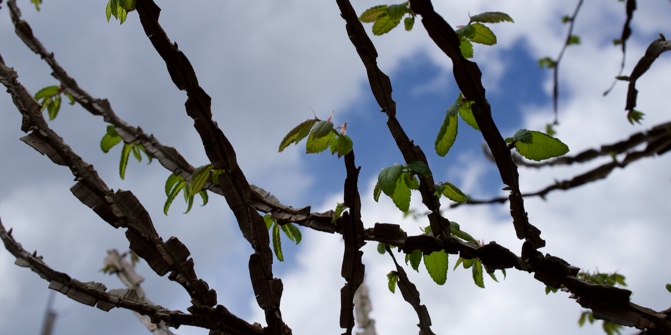 <p data-mce-fragment="1"><strong data-mce-fragment="1">The Versatile Winged Elm: A Perfect Tree for Your Florida Landscape</strong></p> <p data-mce-fragment="1">&nbsp;</p>