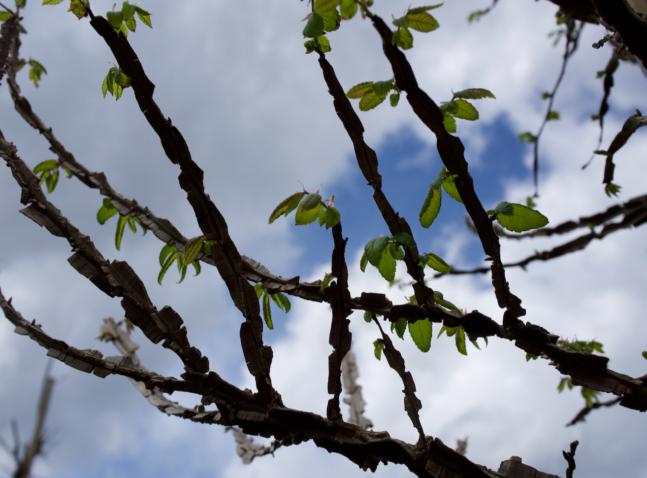 <p data-mce-fragment="1"><strong data-mce-fragment="1">The Versatile Winged Elm: A Perfect Tree for Your Florida Landscape</strong></p> <p data-mce-fragment="1">&nbsp;</p>